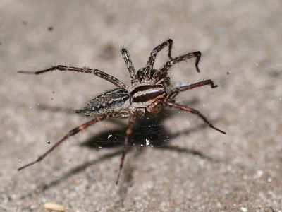 Dark-legged grass spider