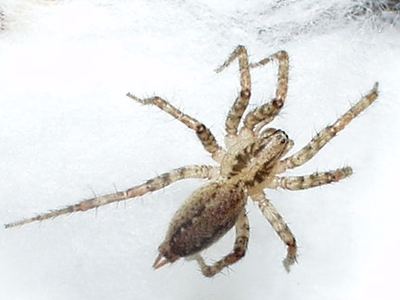 Pennsylvania grass spider