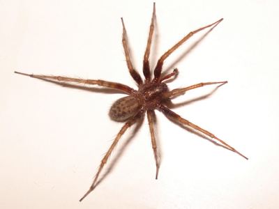 Barn funnel weaver