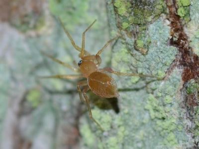Same family (Oonopidae): Heteroonops spinimanus