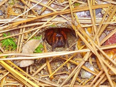 Comstock's wafer trapdoor spider