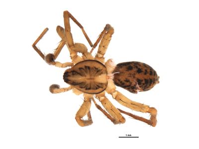 Agroeca pratensis