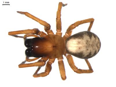 Bennett's laceweaver