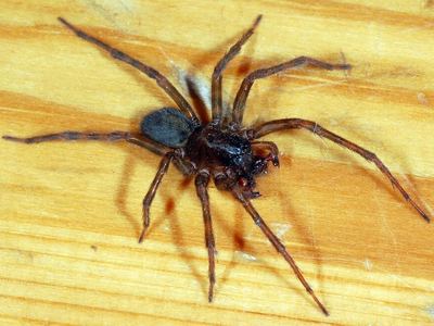 Black laceweaver
