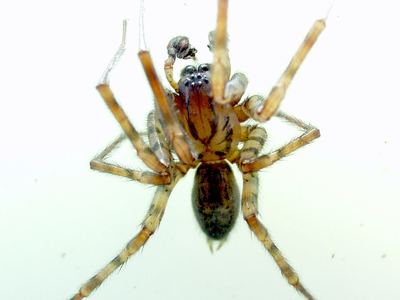 Coras juvenilis