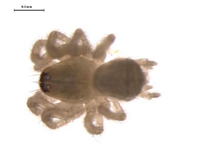 Neoantistea agilis