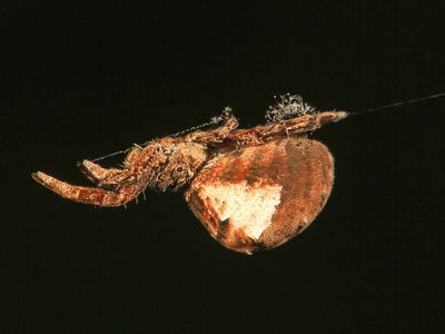 Triangle weaver
