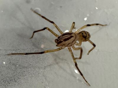 Dictis striatipes