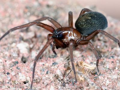 Cribellate spider