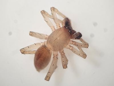 Clubiona abboti