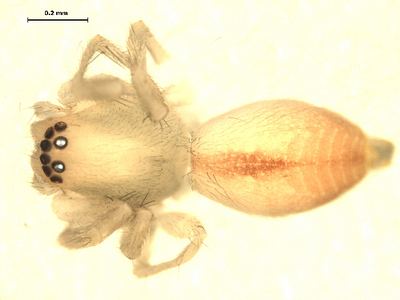 Clubiona pacifica