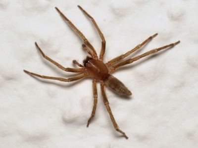 White sac spider