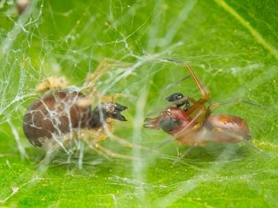 Emblyna sublata
