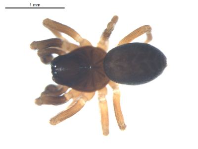 Plump dictynid spider