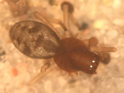Dictyna bellans
