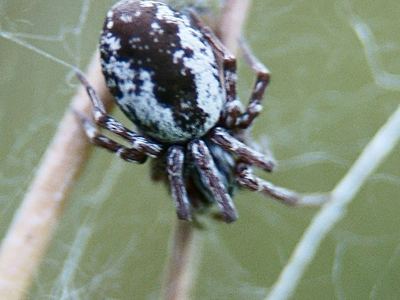 Dictyna volucripes