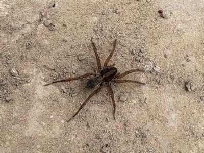 Varacosa gosiuta
