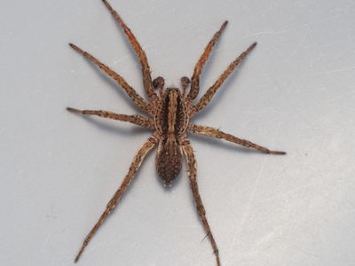 Varacosa shenandoa