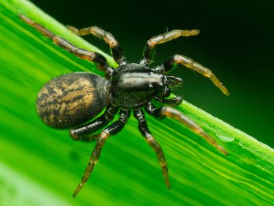 Allocosa funerea