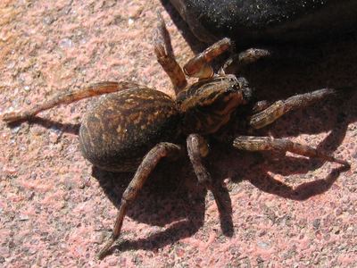 Trochosa terricola