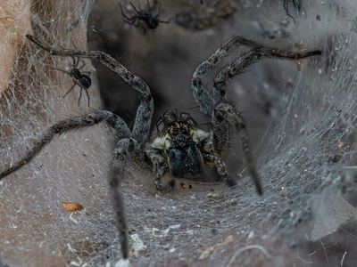 Sosippus californicus