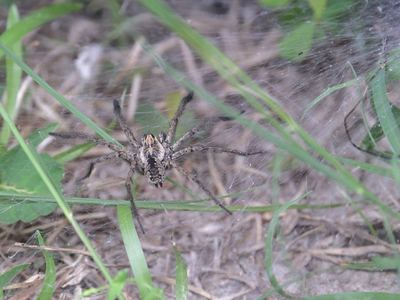 Sosippus mimus