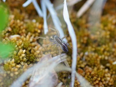 Pardosa hyperborea