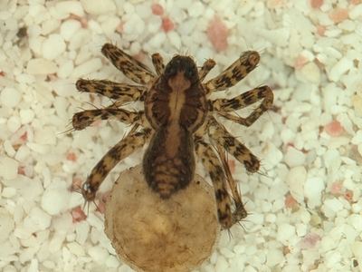 Pardosa tesquorum