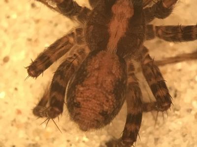 Mackenzie's thin-legged wolf spider