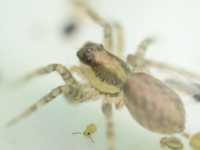 Pardosa pauxilla