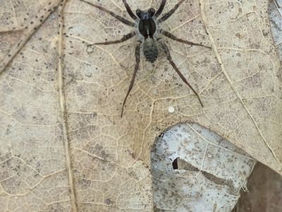 Shiny wolf spider