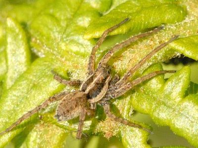 Pardosa palustris