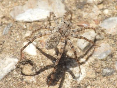 Pardosa mercurialis
