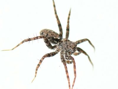 Ubiquitous thin-legged wolf spider