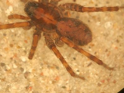 Pardosa uintana