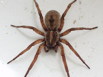 Field wolf spider