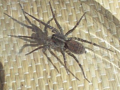 Forest wolf spider