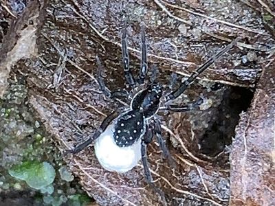 Dark-legged pirate wolf spider