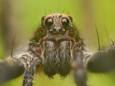 Brush-legged split wolf spider
