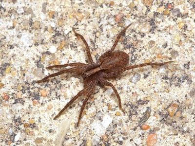Schizocosa rovneri