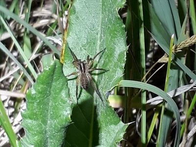 Schizocosa crassipalpata