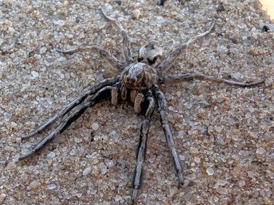 Geolycosa pikei