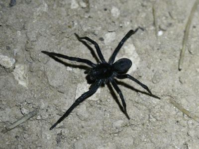 Geolycosa rafaelana