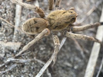 Missouri burrowing wolf spider