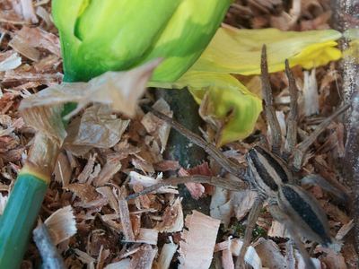 Dotted wolf spider