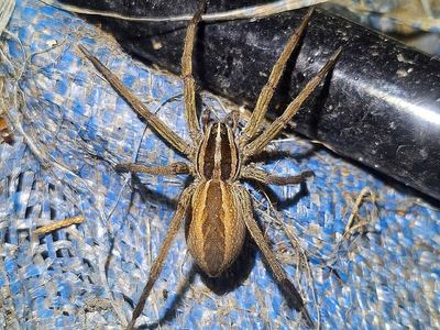 Rabid wolf spider
