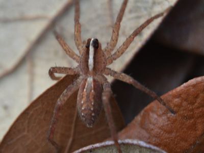 Rabidosa hentzi