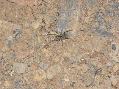 Shoreline wolf spider
