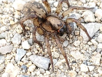 Redlined wolf spider