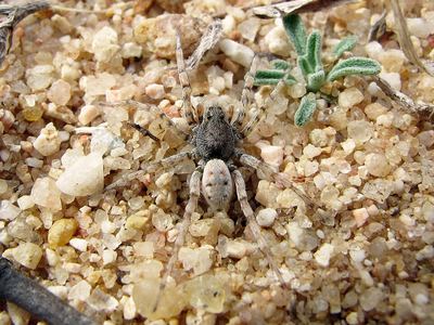 Sand wolf spider